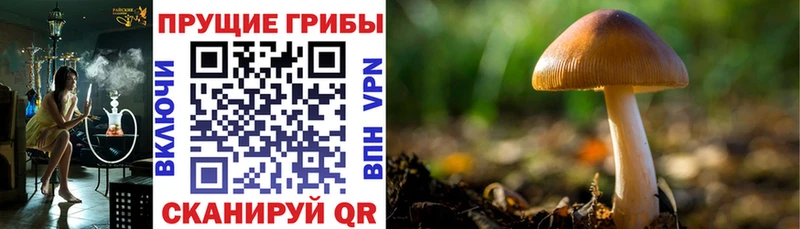 Галлюциногенные грибы мицелий  Купить где  Дубовка 